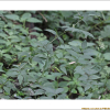 네잎갈퀴나물(Vicia nipponica Matsum.) : 청암