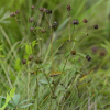 검은낭아초(Comarum palustre L.) : 통통배