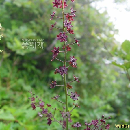 붉은여로(Veratrum versicolor Nakai f. brunneum Nakai) : 별꽃