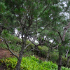 백송(Pinus bungeana Zucc. ex Endl.) : 무심거사
