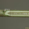 산개나리(Forsythia saxatilis (Nakai) Nakai) : 박용석nerd
