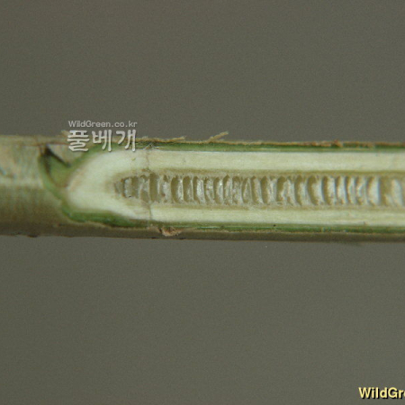 산개나리(Forsythia saxatilis (Nakai) Nakai) : 麥友