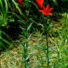 큰하늘나리(Lilium concolor var. megalanthum Wang & Tang) : 설뫼*