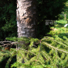 가문비나무(Picea jezoensis (Siebold & Zucc.) Carriere) : 설뫼