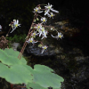 바위떡풀(Saxifraga fortunei Hook. var. koraiensis Nakai) : 무심거사