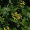 매발톱나무(Berberis amurensis Rupr.) : 무심거사