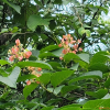 미역줄나무(Tripterygium regelii Sprague & Takeda) : 꽃마리