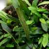 버들참빗(Deparia lancea (Thunb.) Fraser-Jenk.) : 설뫼