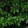 천선과나무(Ficus erecta Thunb.) : 통통배