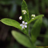 왜지치(Myosotis sylvatica Ehrh. ex Hoffm.) : 통통배