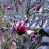 자목련(Magnolia liliiflora Desr.) : habal