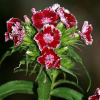 수염패랭이꽃(Dianthus barbatus var. asiaticus Nakai) : 필릴리