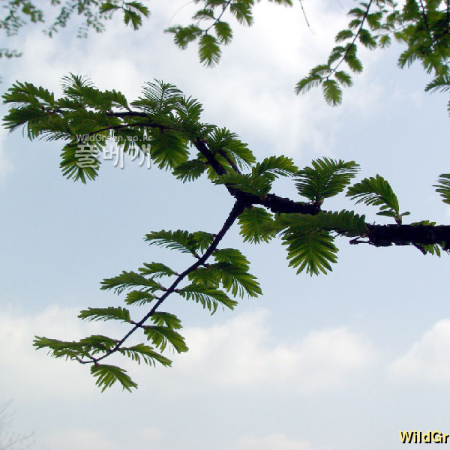 메타세쿼이아(Metasequoia glyptostroboides Hu & Cheng) : 별꽃