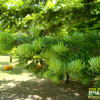 가문비나무(Picea jezoensis (Siebold & Zucc.) Carriere) : 청암