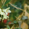 호자나무(Damnacanthus indicus C.F.Gaertn.) : 풀잎사랑