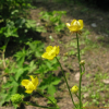 금매화(Trollius ledebourii Rchb.) : 필릴리