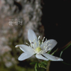 들바람꽃(Anemone amurensis (Korsh.) Kom.) : 통통배