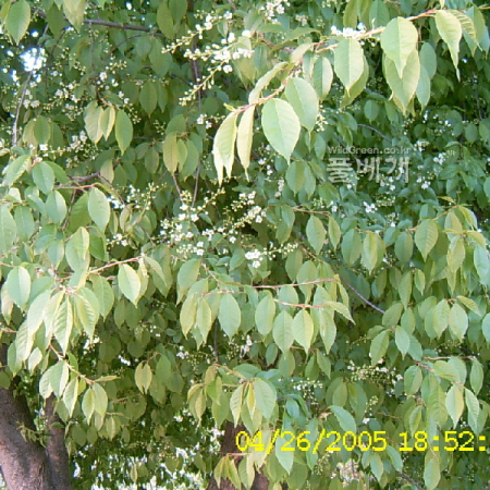 귀룽나무(Prunus padus L.) : 현촌