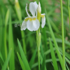 흰붓꽃(Iris sanguinea for. albiflora Y.N.Lee) : habal