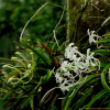 풍란(Neofinetia falcata (Thunb. ex Murray) Hu) : 설뫼*