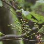 벌배나무 : 현촌