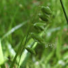 왕쌀새(Melica nutans L.) : 꽃마리