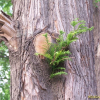메타세쿼이아(Metasequoia glyptostroboides Hu & Cheng) : 설뫼*