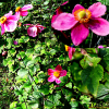 대상화(Anemone hupehensis var. japonica (Thunb.) Bowles & Stearn) : 설뫼*