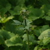 세잎승마(Actaea bifida (Nakai) J.Compton) : 산들꽃