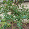 산유자나무(Xylosma japonica (Thunb.) A.Gray ex H.Ohashi) : 오솔