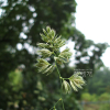 오리새(Dactylis glomerata L.) : 꽃마리