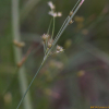 길골풀(Juncus tenuis Willd.) : 추풍