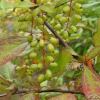 매발톱나무(Berberis amurensis Rupr.) : 현촌