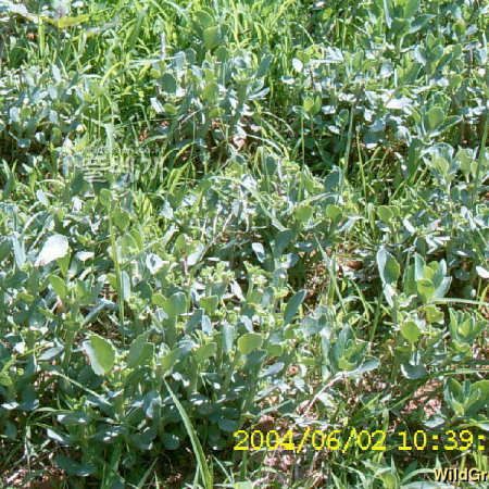 꿩의비름(Hylotelephium erythrostictum (Miq.) H.Ohba) : 현촌
