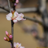 복사앵도나무(Prunus choreiana Nakai ex Handb.) : kplant1