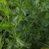 제비쑥(Artemisia japonica Thunb.) : 까치박달