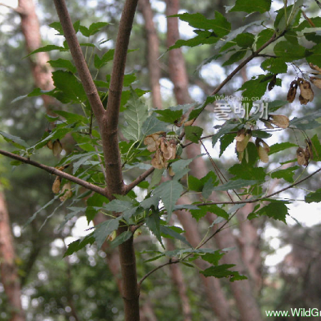 신나무(Acer tataricum subsp. ginnala (Maxim.) Wesm.) : habal