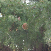 개잎갈나무(Cedrus deodara (Roxb.) Loudon) : 塞翁之馬