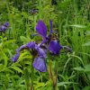 붓꽃(Iris sanguinea Donn ex Horn) : 추풍