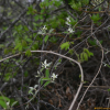 채진목(Amelanchier asiatica (Siebold & Zucc.) Endl. ex Walp.) : 바지랑대