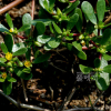 쇠비름(Portulaca oleracea L.) : 河志
