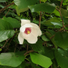 함박꽃나무(Magnolia sieboldii K.Koch) : 박용석