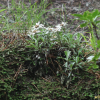 산솜다리(Leontopodium leiolepis Nakai) : 설뫼*