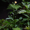 나도공단풀(Sida rhombifolia L.) : 청암