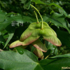 신나무(Acer tataricum subsp. ginnala (Maxim.) Wesm.) : 무심거사