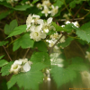 섬나무딸기(Rubus takesimensis Nakai) : habal
