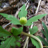 회리바람꽃(Anemone reflexa Steph. & Willd.) : 들국화