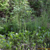 산부채(Calla palustris L.) : 벼루