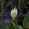 산부채(Calla palustris L.) : 벼루