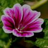 당아욱(Malva sylvestris var. mauritiana Boiss.) : 꽃마리